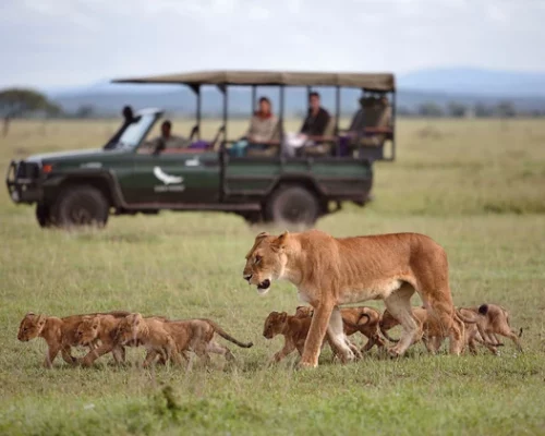andbeyond-grumeti-serengeti-tented-camp-wildlife-lions-01