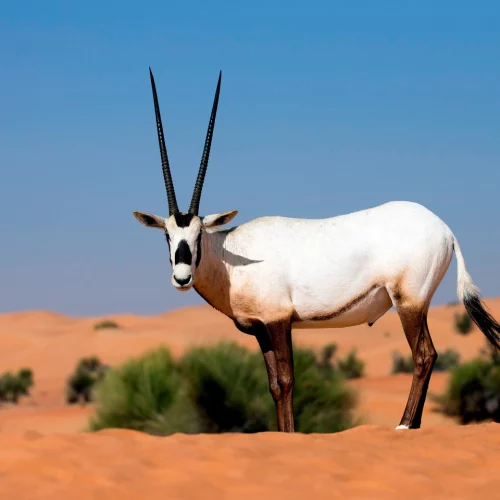 dxbam-wildlife-5381-hor-clsc